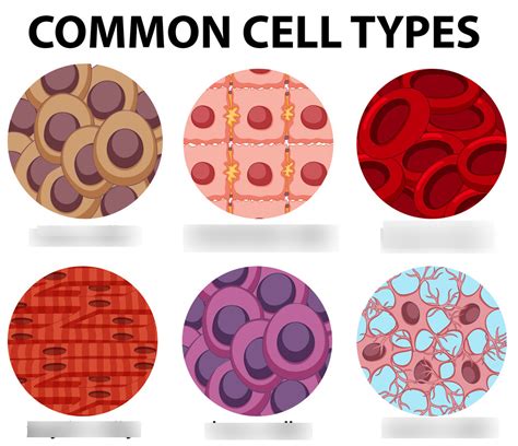 Human Cell Types Diagram | Quizlet