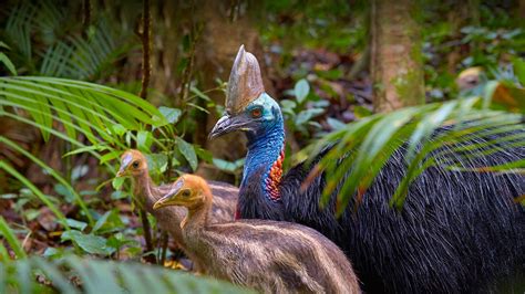 Cassowary – Bing Wallpaper Download