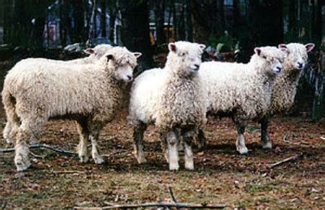 Cotswold Sheep Breed Information, History & Facts - RaisingSheep.net