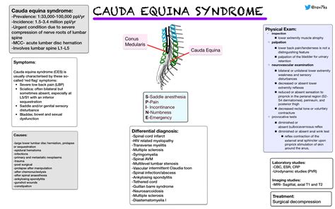 Cauda Equina Syndrome Symptoms Flowchart