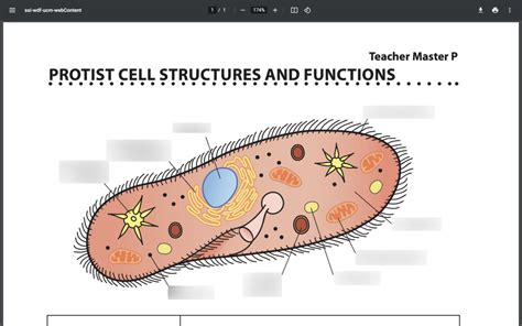 Protist Cell Diagram Diagram | Quizlet