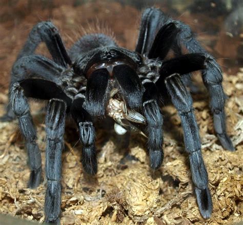 "Giant Spider Photo !" by gizmo1 | Spiders scary, Giant spider, Pet spider