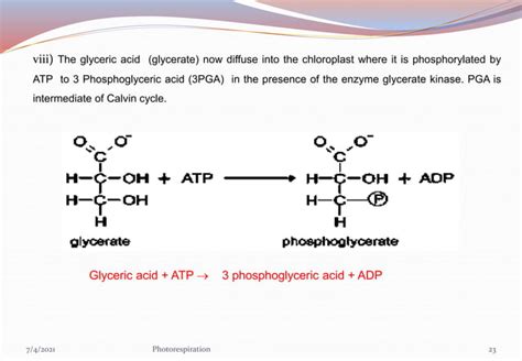 PHOTORESPIRATION(C2 cycle)/Glycolate Cycle/PCO Cycle