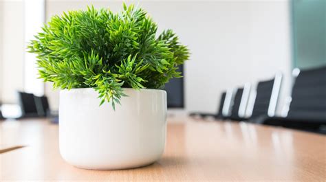 plants to keep on office desk The importance of plants in your office