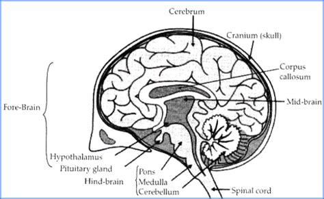 What Is Human Brain? Definition, Functions, Parts, Brain Waves