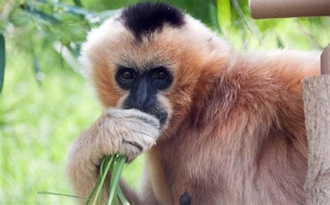 Hainan-Gibbon-CC-Eric-Kilby-via-Wikipedia-COmmons-1024x636-1 | SirGo