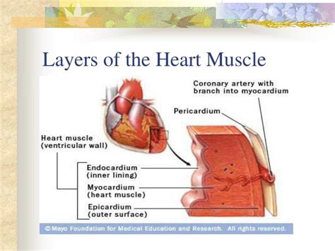 PPT - Inflammatory Disorders PowerPoint Presentation - ID:1105963