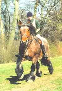 Ardennes Horse Info, Origin, History, Pictures