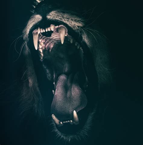 Lion Roar 4K UHD Wallpaper