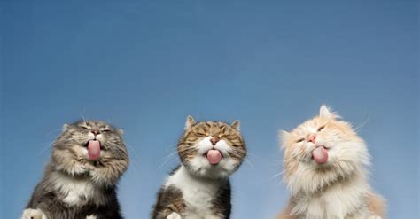 Why Do Cats Stick Their Tongue Out? - A-Z Animals