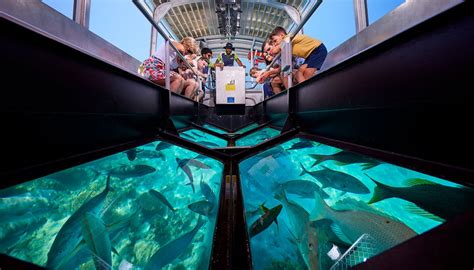 Glass Bottom Boats Tours Of The Reef | Cairns & Great Barrier Reef