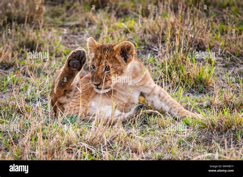 Little lion cub in Kenya Stock Photo - Alamy