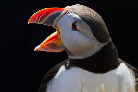 Puffin – The bird that has become synonymous with Iceland ...