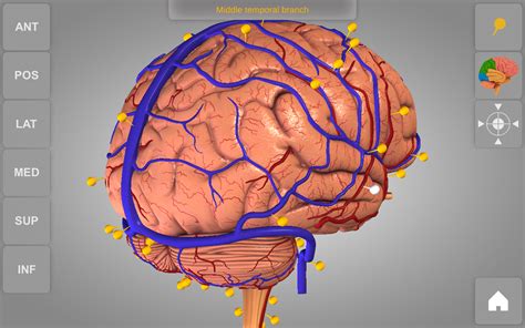 Brain - 3D Atlas of Anatomy: Amazon.com.au: Appstore for Android