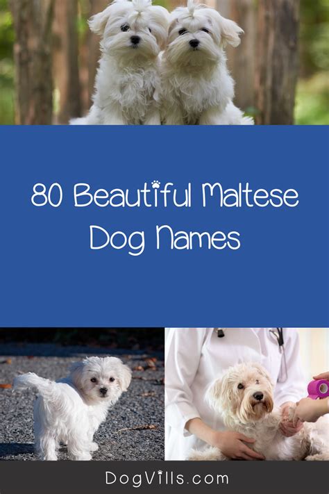 80 Beautiful Maltese Dog Names For Your New Pup | Dog names, Girl dog ...