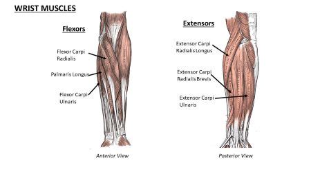 All of the following muscles extend the hand at the wrist except: a ...