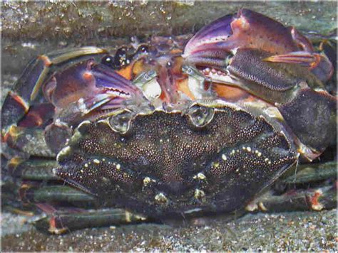 Common shore crab (Carcinus maenas) - MarLIN - The Marine Life ...