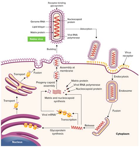 Rabies Virus Structure