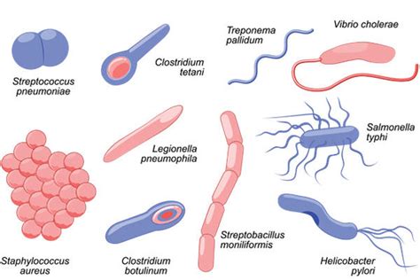 Types Of Bacterial Cells