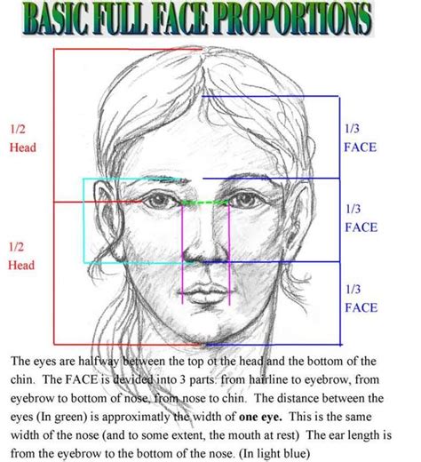 Gotthammer's image | Face proportions, Facial proportions, Drawing ...