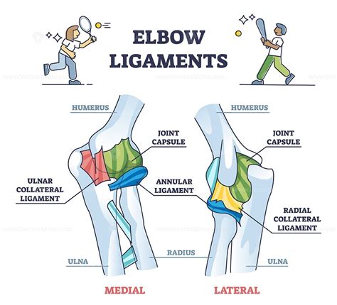 Elbow ligaments with medical medial or lateral xray structure outline ...