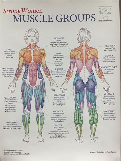 Pin by Yury Romero on Massage Ahhhh | Human muscle anatomy, Body muscle ...