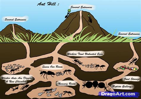 inside ant hills | dromhif.top | Animali, Formicaio, Disegni