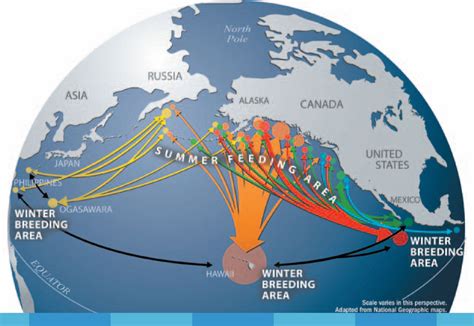 Gigantic Journeys: Humpback and Gray Whale Migration | KQED