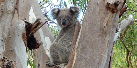 What is international Wild Koala Day? | Wild Koala Day