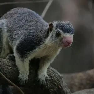 Grizzled Giant Squirrel - Facts, Diet, Habitat & Pictures on Animalia.bio