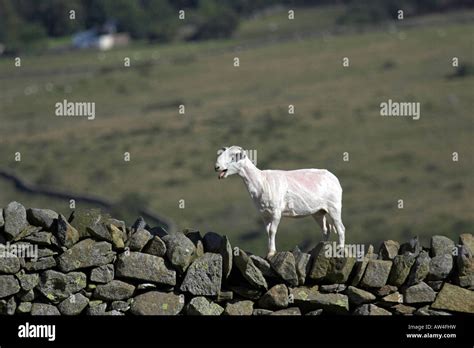 Sheep on a wall Stock Photo - Alamy