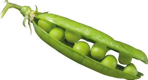 Peas in a Pod PNG Image - PurePNG | Free transparent CC0 PNG Image Library