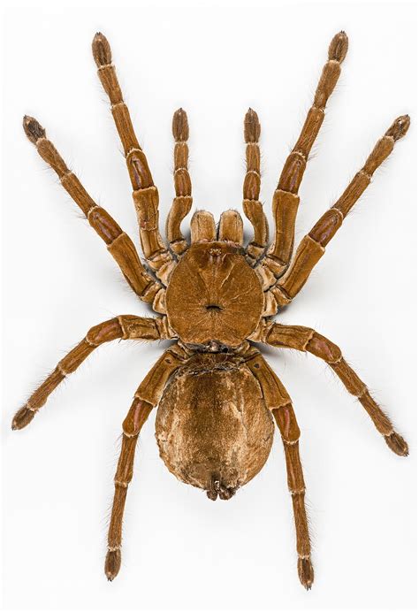 Goliath birdeater - Wikipedia