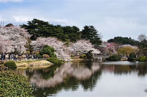 Hamarikyu Gardens (The Sakura Guide) - TokyoStreetView