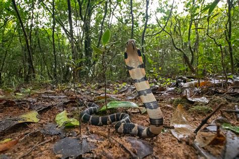 King Cobra Habitat Map