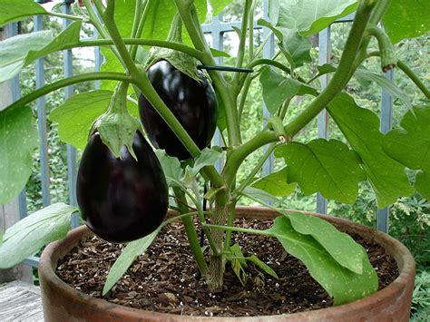 How To Grow Eggplant Planting Tips | Bonnie Plants