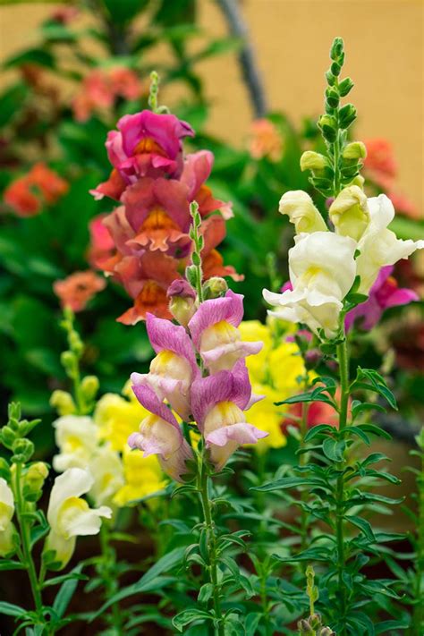 How to Grow and Care for Snapdragon Flowers (Antirrhinum Majus)