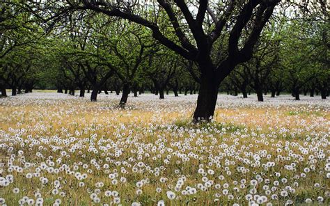 Beautiful Dandelion Field Mac Wallpaper Download | AllMacWallpaper