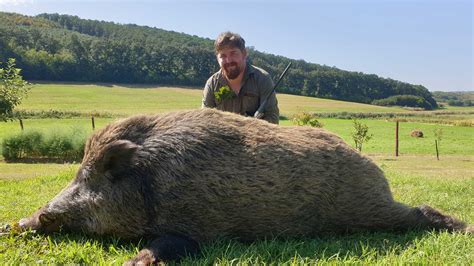 High seat and stalking Wild boar hunting in Hungary - Hunting in Hungary