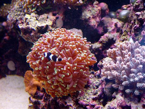 Branching Frogspawn Coral (Euphyllia paradivisa) dsc05495.jpg