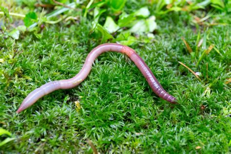 Holes in my Lawn and small mounds of dirt? EARTHWORMS!