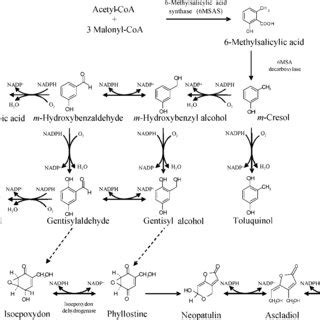 (PDF) Molecular cloning and functional characterization of two CYP619 ...