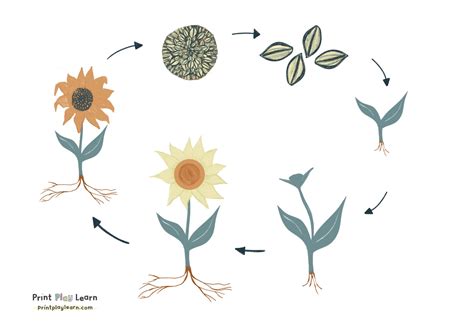 Life Cycle Sunflower Plant Pictures - Home Alqu