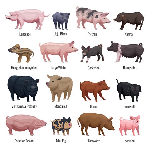 7 Uses of Hampshire Pigs to Boost Farm Profits