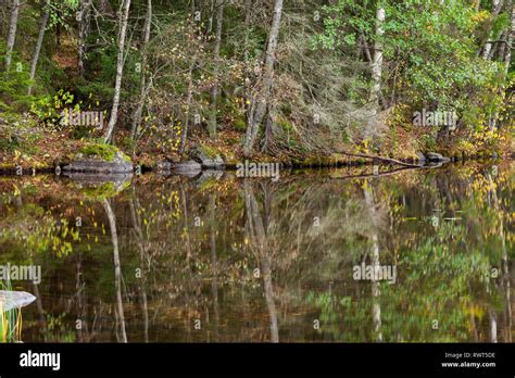 Forest reflection in lake surface Stock Photo - Alamy