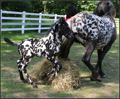 Pin en Caballos