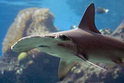 Hammerhead Shark Facts For Kids | Hammerhead Shark Diet & Habitat