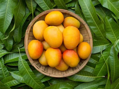 Types of Mangoes in India: 15 famous mango varieties in India and how ...