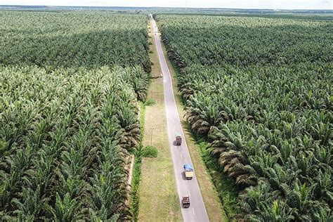 Selain Riau, Inilah Daerah di Indonesia Pemilik Kebun Sawit Terbesar ...