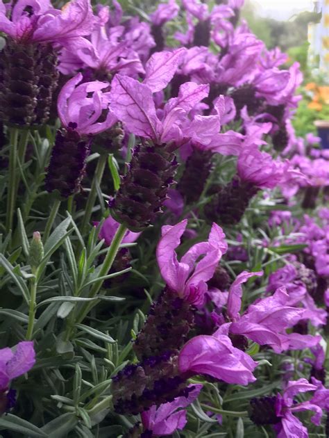 Butterfly lavender | Flower garden, Beautiful flowers, Plants